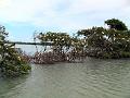 25 - Mangrove 055